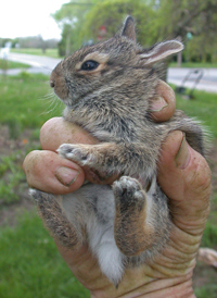 Eastern Cottontail